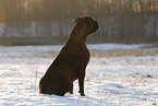 German Boxer