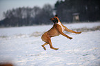 jumping German Boxer