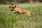 jumping German Boxer