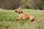 jumping German Boxer