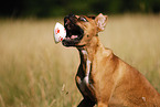 German Boxer Portrait