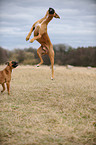 jumping German Boxer