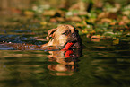 swimming German Boxer