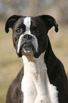 German Boxer portrait