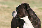 German Boxer portrait