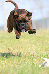 running German Boxer