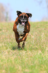 running German Boxer