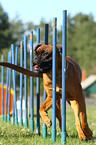 German Boxer at agility