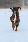 running German Boxer