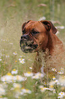 German Boxer Portrait