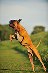 jumping German Boxer