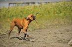 walking German Boxer