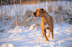 walking German Boxer