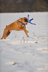 playing German Boxer