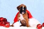 German Boxer Puppy