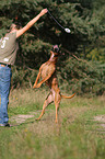 playing German Boxer