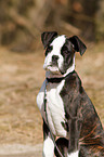 German Boxer Puppy