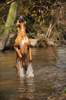 jumping German Boxer