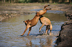 playing German Boxer