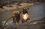 playing German Boxer