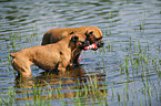 playing German Boxer