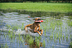 playing German Boxer