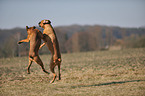 playing German Boxer