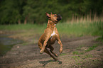 jumping German Boxer