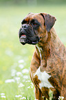 German Boxer Portrait