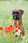 German Boxer Portrait