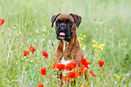 German Boxer Portrait