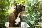 sitting German Boxer