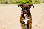 German Boxer Portrait