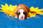 German Boxer Puppy