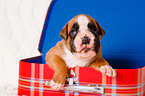 German Boxer Puppy