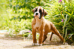 German Boxer Puppy