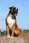 sitting German Boxer