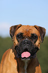 German Boxer Portrait