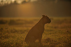 sitting German Boxer