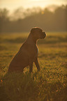 sitting German Boxer