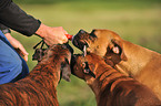 3 German Boxer