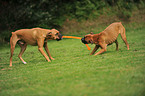 2 playing German Boxer