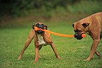 2 playing German Boxer