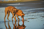 2 playing German Boxer