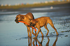 2 playing German Boxer