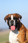 German Boxer Portrait