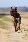 running German Boxer