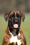 German Boxer Portrait