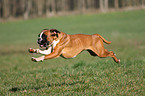 running German Boxer