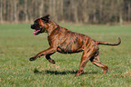 running German Boxer